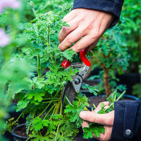 Cleansing water with geranium