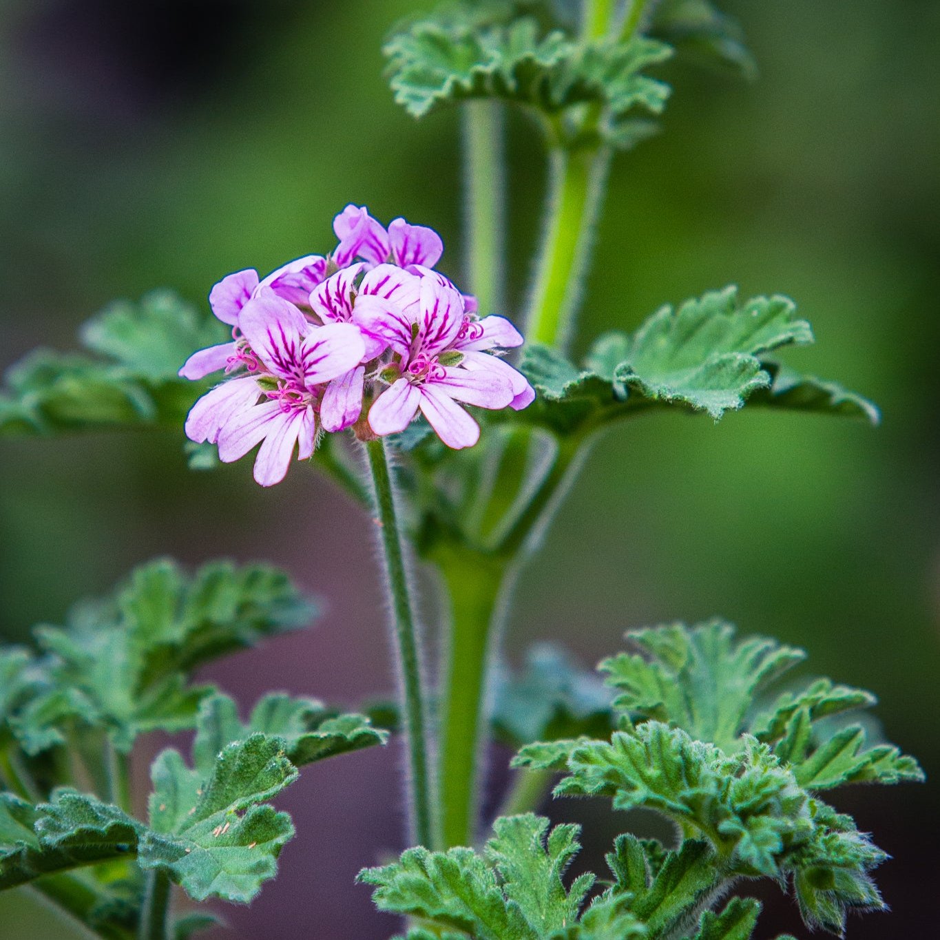 Cleansing water with geranium