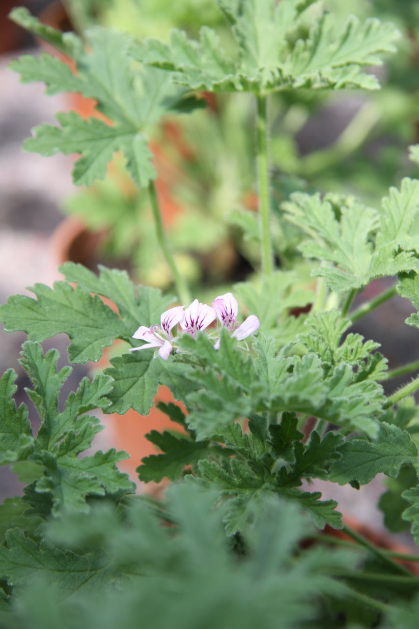 Bourbon Geranium