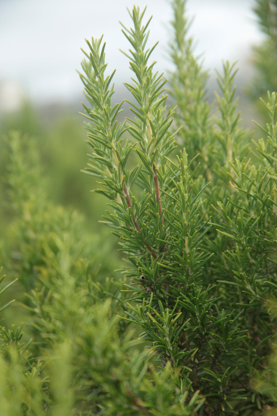 Rosemary