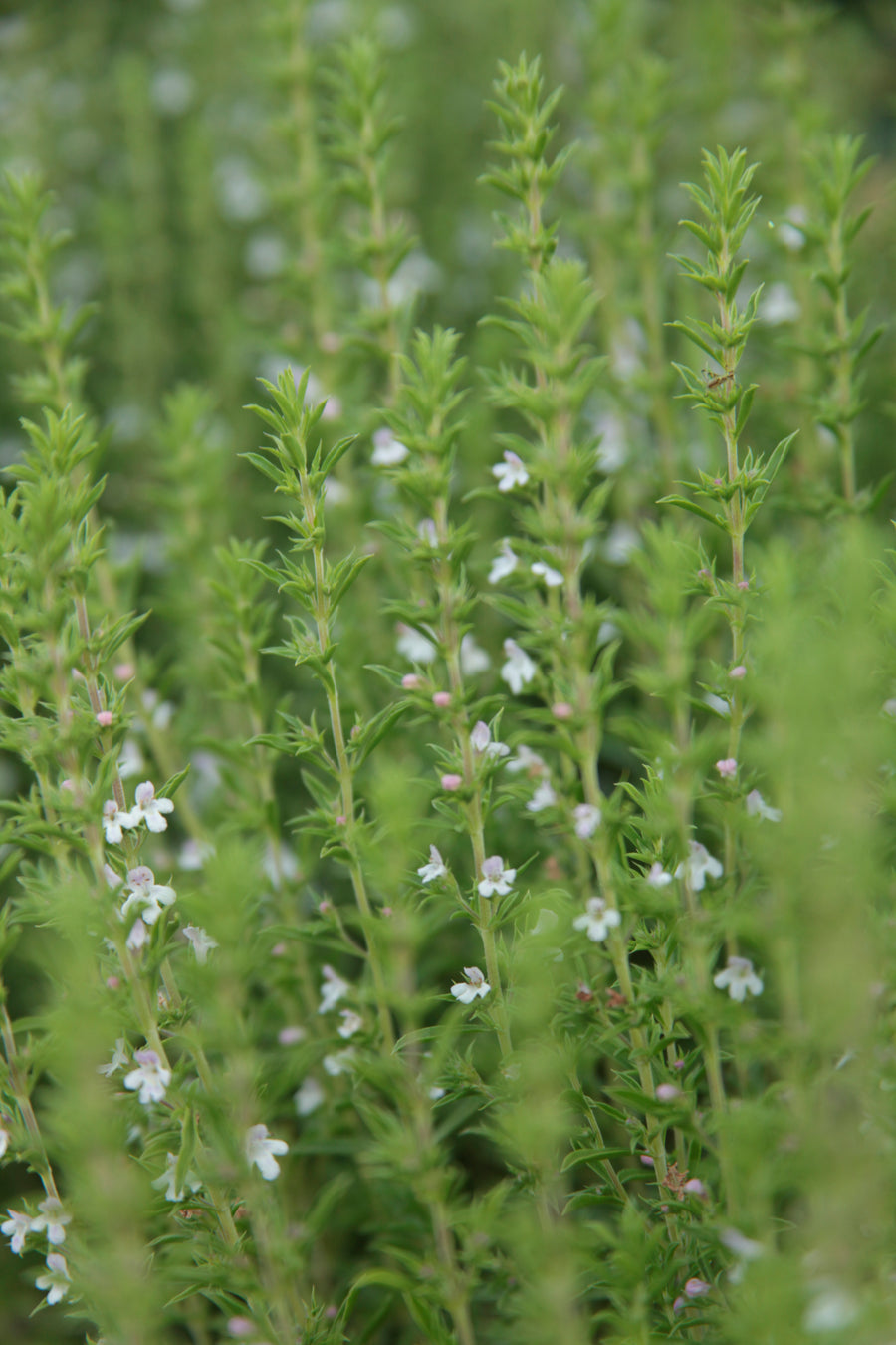 Thyme